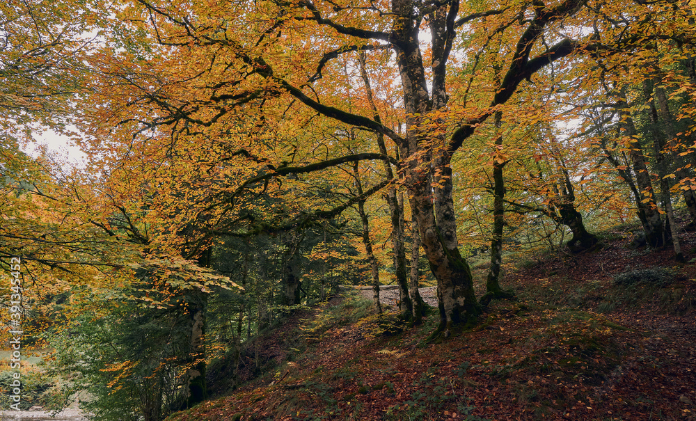 Colorful forest in autumn in the Irati jungle. Colorful forest in autumn. Colorful beech and fir forest in autumn