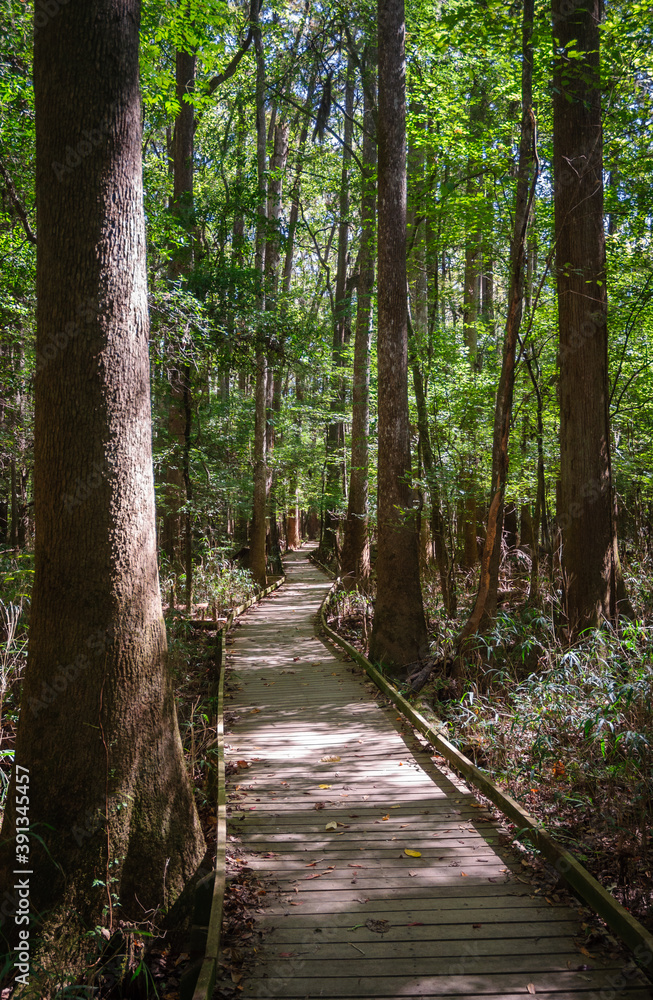Obraz premium Congaree National Park