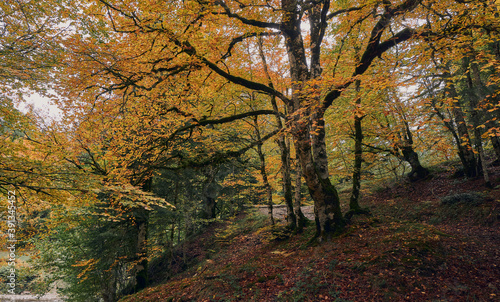 Fototapeta Naklejka Na Ścianę i Meble -  Colorful forest in autumn in the Irati jungle. Colorful forest in autumn. Colorful beech and fir forest in autumn