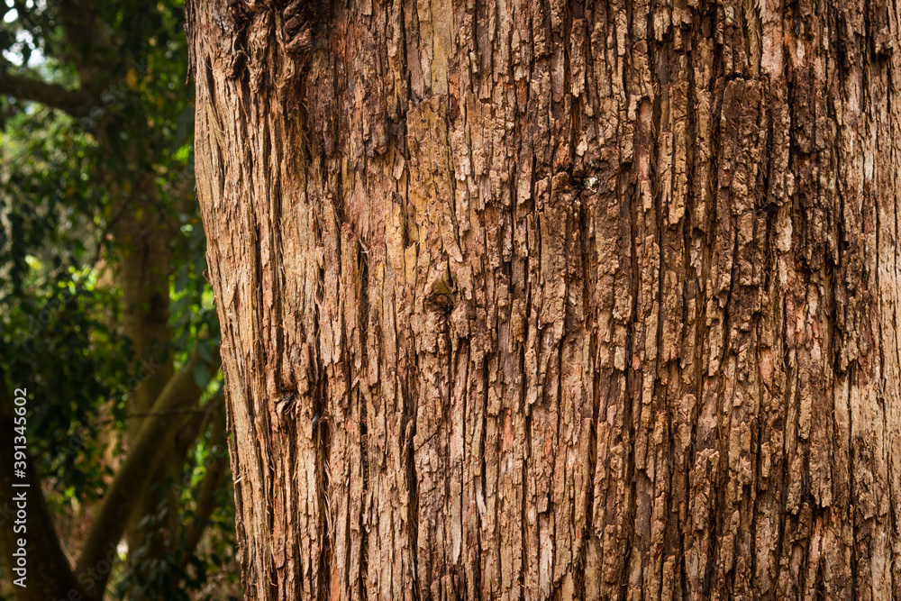 Tree bark close up texture background Tree bark close up texture background