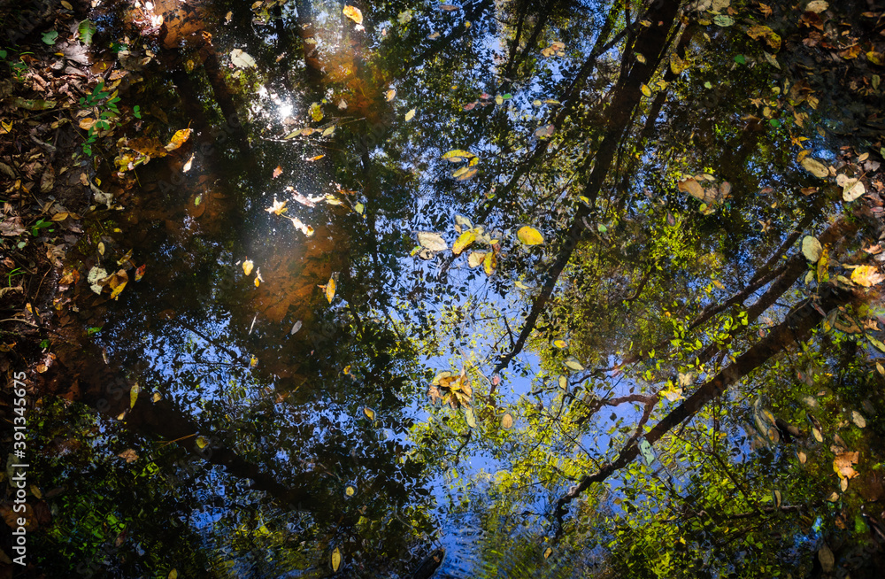 Fototapeta premium Congaree National Park