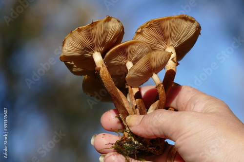 Kuehneromyces mutabilis (pholiota mutabilis), commonly known as the sheathed woodtuft, is an edible mushroom that grows in clumps on tree stumps or other dead wood, forest near Wedemark Resse, Germany photo