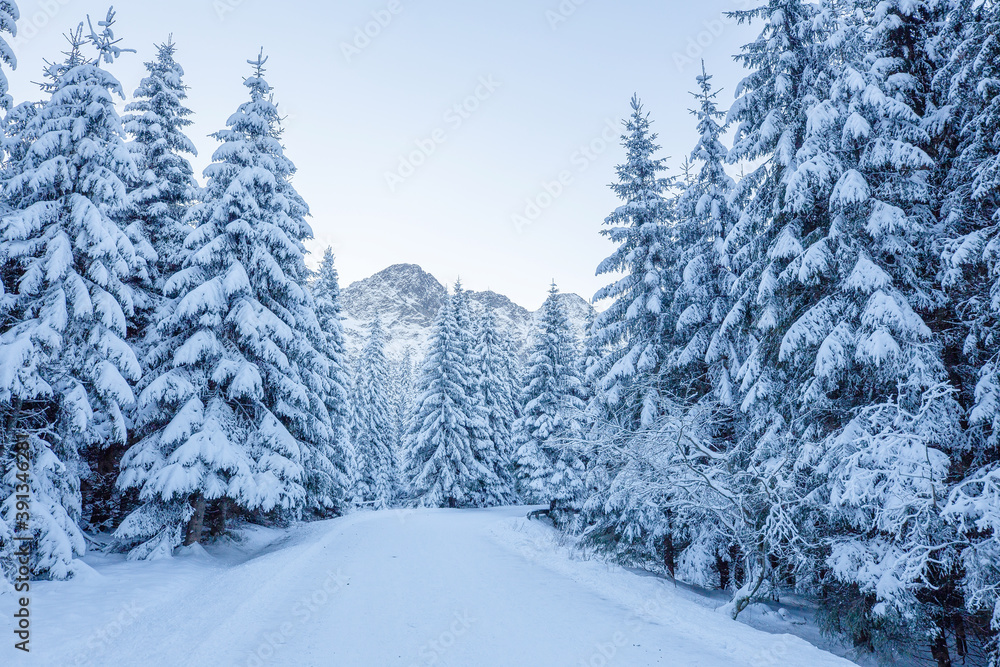 Winter forest in mountains