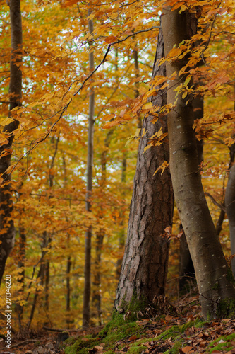 Colorful vibrant deep autumn woods in the daytime with no people around. Yellow and orange leaves on the trees.