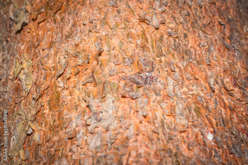 Tree bark close up texture background