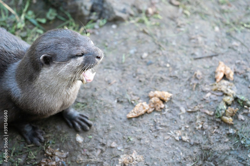 A Close Up Of An Otter With Its Mouth Open