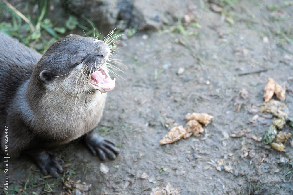 A Close Up Of An Otter With Its Mouth Open A Close Up Of An Otter With Its Mouth Open
