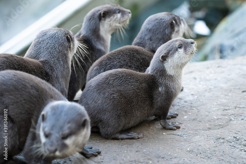 A Group Of Cute Otters At The Zoo