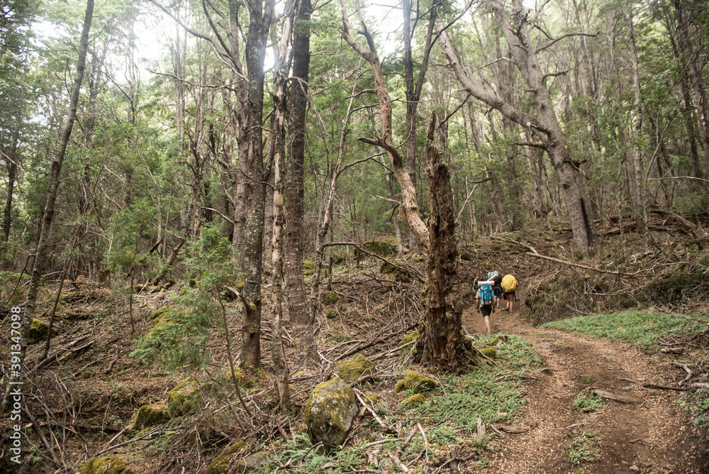 bosque, bosque de montaña bosque, bosque de montaña