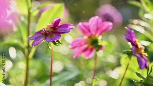 Pink and purple dahlia flowers