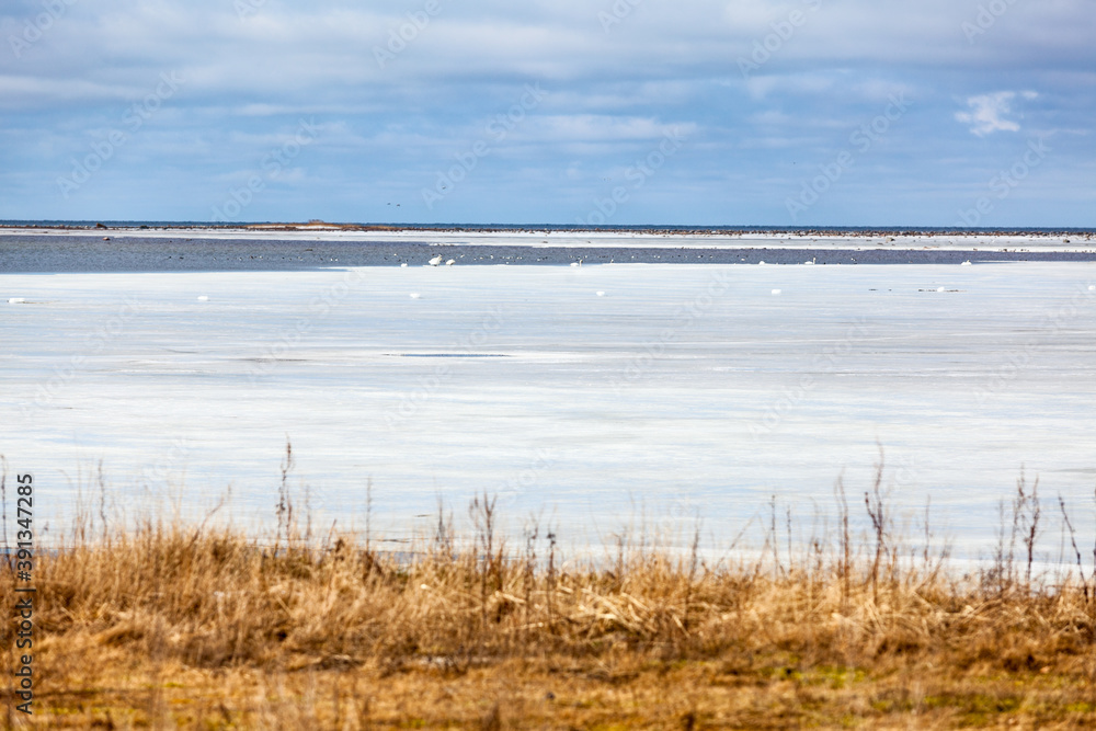 Winter seascape, the Baltic sea is on the Saaremaa island, birds sitting on ice surface. Estonia, Europe