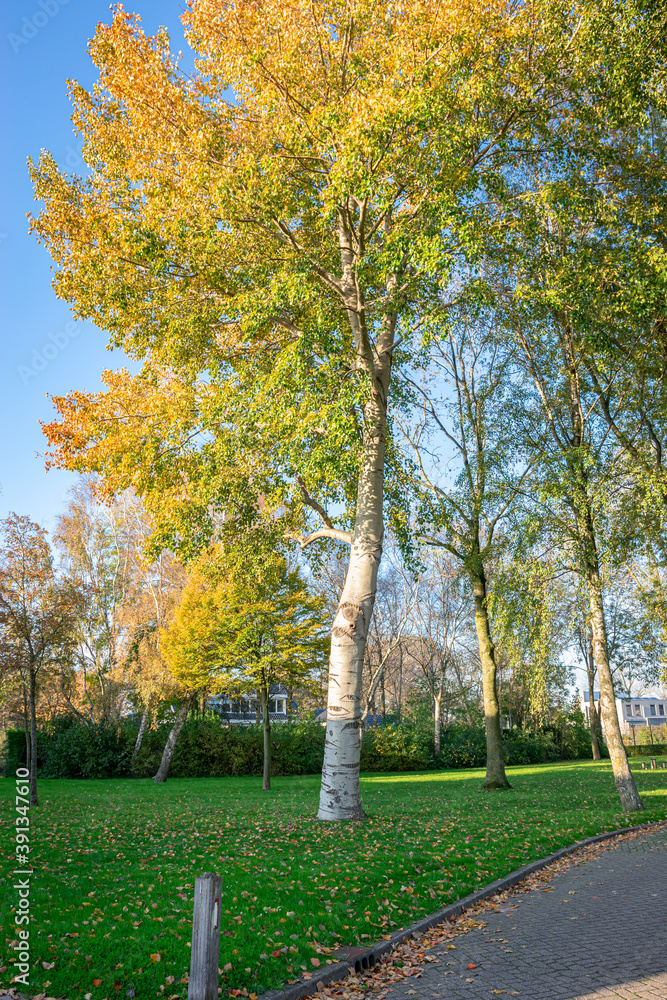 Naklejka premium Grey poplar (Populus canescens) with autumn leaf colors in a park