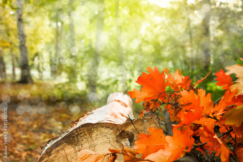 Beautiful sunset in the park.