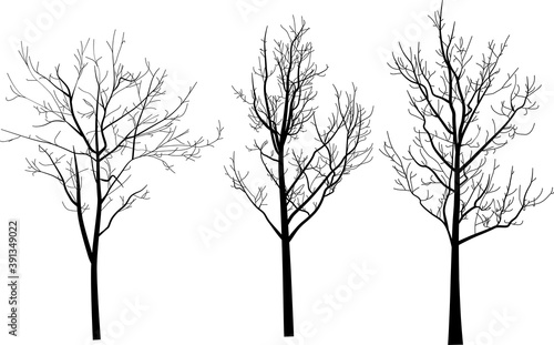 three black bare trees silhouettes on white