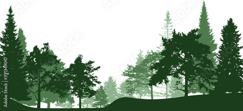green coniferous tree forest silhouettes isolated on white
