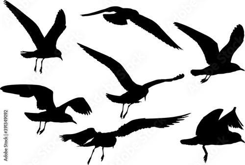 set of seven black isolated seagull silhouettes