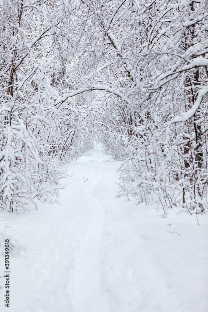 Snowy pathway is in winter forest, snow covered branches of trees, nobody Snowy pathway is in winter forest, snow covered branches of trees, nobody