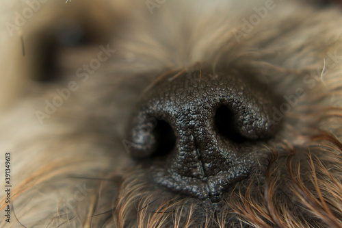 Extreme close up to the nose of a lhasa apso breed dog