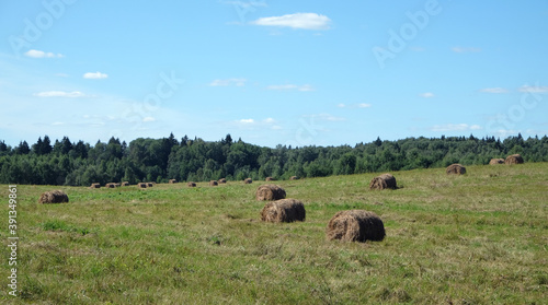 Panoramic view to long rural field with many rolled dry hay stacks at the edge of the forest on bright sunny summer day view
