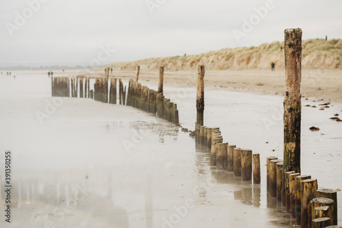 Fototapeta Naklejka Na Ścianę i Meble -  Groyne pilling on cold winter beach against sand dunes