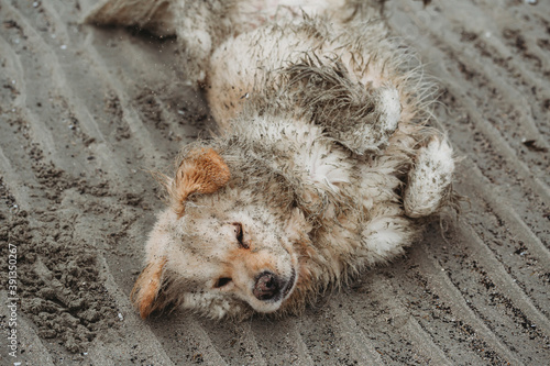 Close up view of sandy dog lying on back on beach