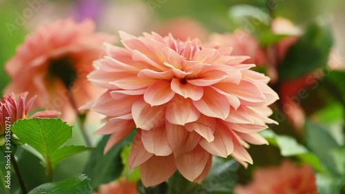 Salmon pink dahlia flower closeup