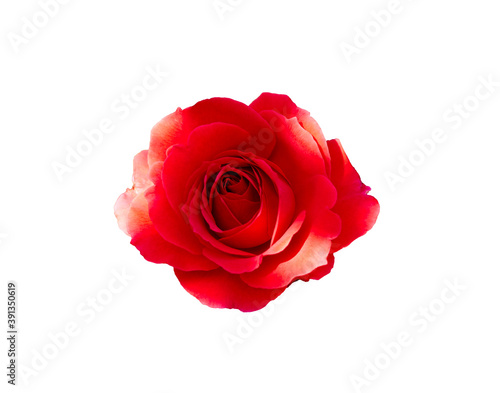 Red flower rose on white isolated background with clipping path. For design, no shadows
