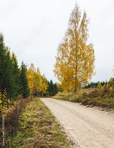 gravel country road along the forest edge on the left and large birch with yellow leaves on the right
