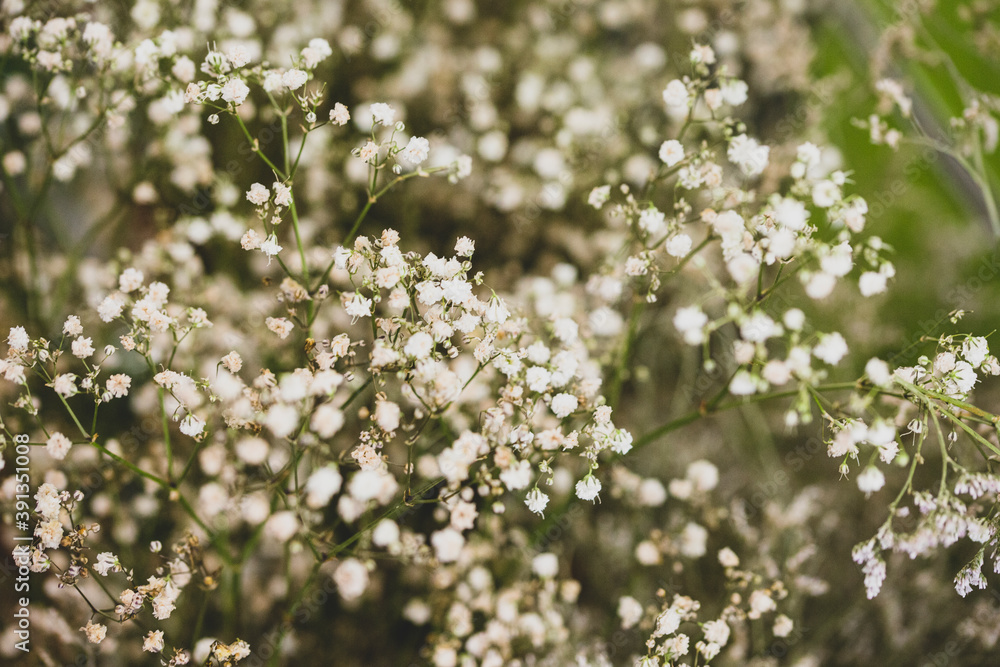 Background with tiny white flowers, blurred, selective focus Background with tiny white flowers, blurred, selective focus