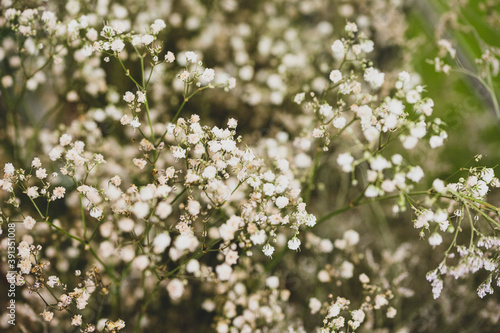 Background with tiny white flowers, blurred, selective focus