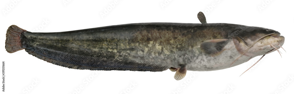 Freshwater fish isolated on white background closeup. The wels catfish also  called sheatfish is a fish in the catfish family .Siluridae, type species:  Silurus glanis Stock Photo