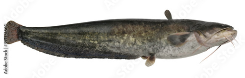 Freshwater fish isolated on white background closeup. The wels catfish also called sheatfish  is a fish in the catfish  family .Siluridae, type species: Silurus glanis photo
