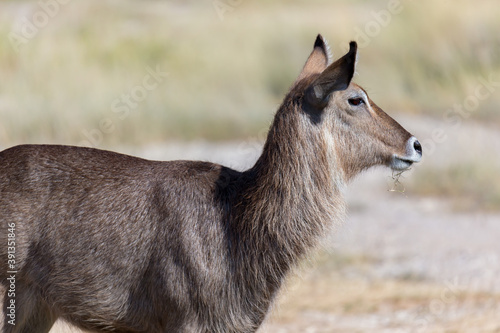 Antelope in the middle of the savannah of Kenya photo