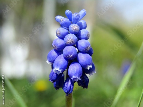 Beautiful blue wild hyacinth in the meadow in Vojvodina during the s photo