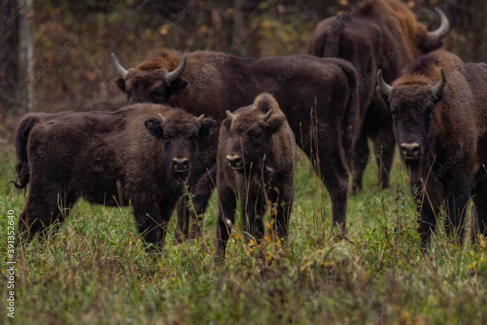 
impressive giant wild bison grazing peacefully in the autumn scenery