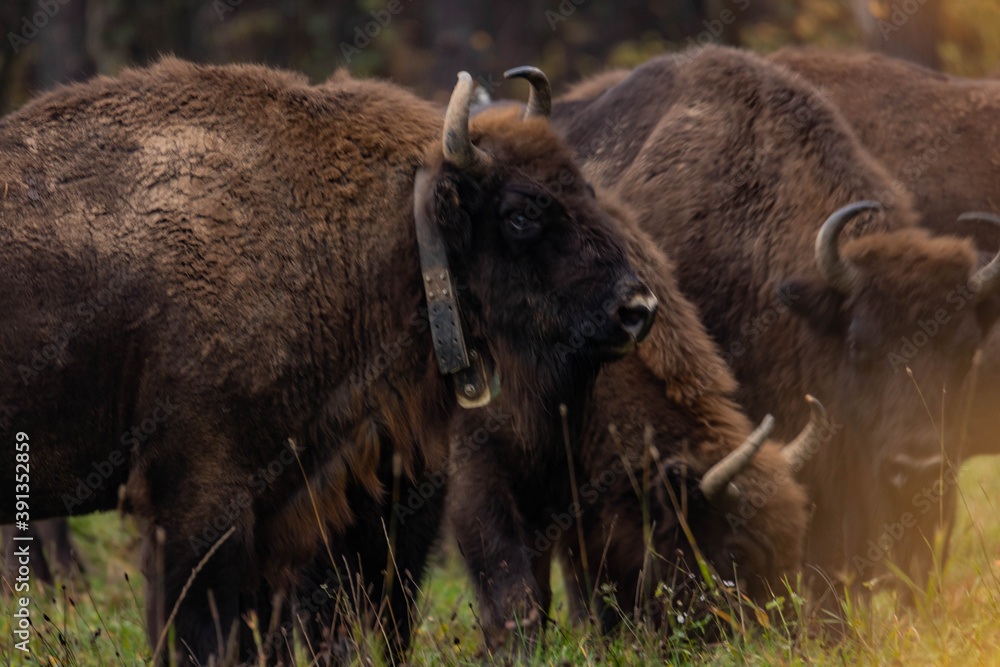 Fototapeta premium impressive giant wild bison grazing peacefully in the autumn scenery