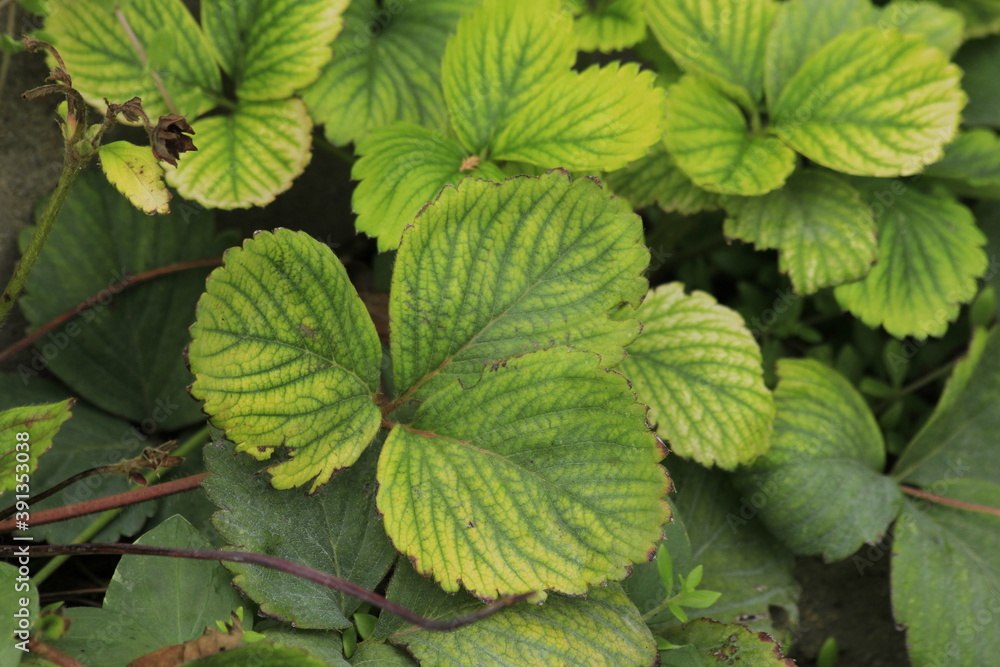 green leaves in the garden shot closeup on a Strawberry plant in the summer in Lucas Kansas USA. green leaves in the garden shot closeup on a Strawberry plant in the summer in Lucas Kansas USA.