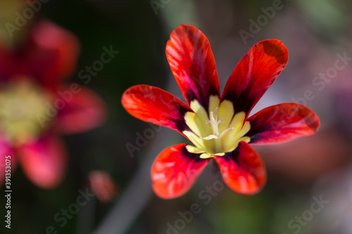 赤と黄色の花