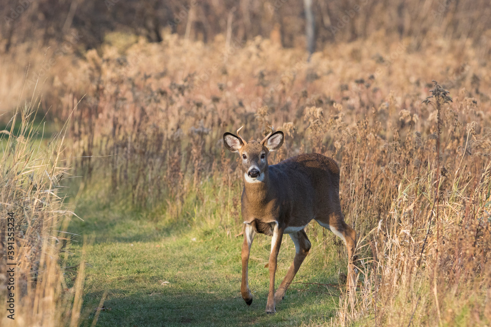 Fototapeta premium Young white-tailed deer in autumn