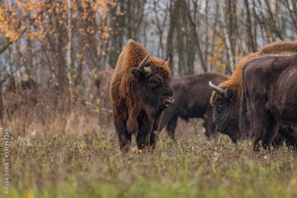 impressive giant wild bison grazing peacefully in the autumn scenery
impressive giant wild bison grazing peacefully in the autumn scenery
