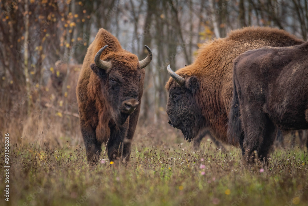 impressive giant wild bison grazing peacefully in the autumn scenery
impressive giant wild bison grazing peacefully in the autumn scenery
