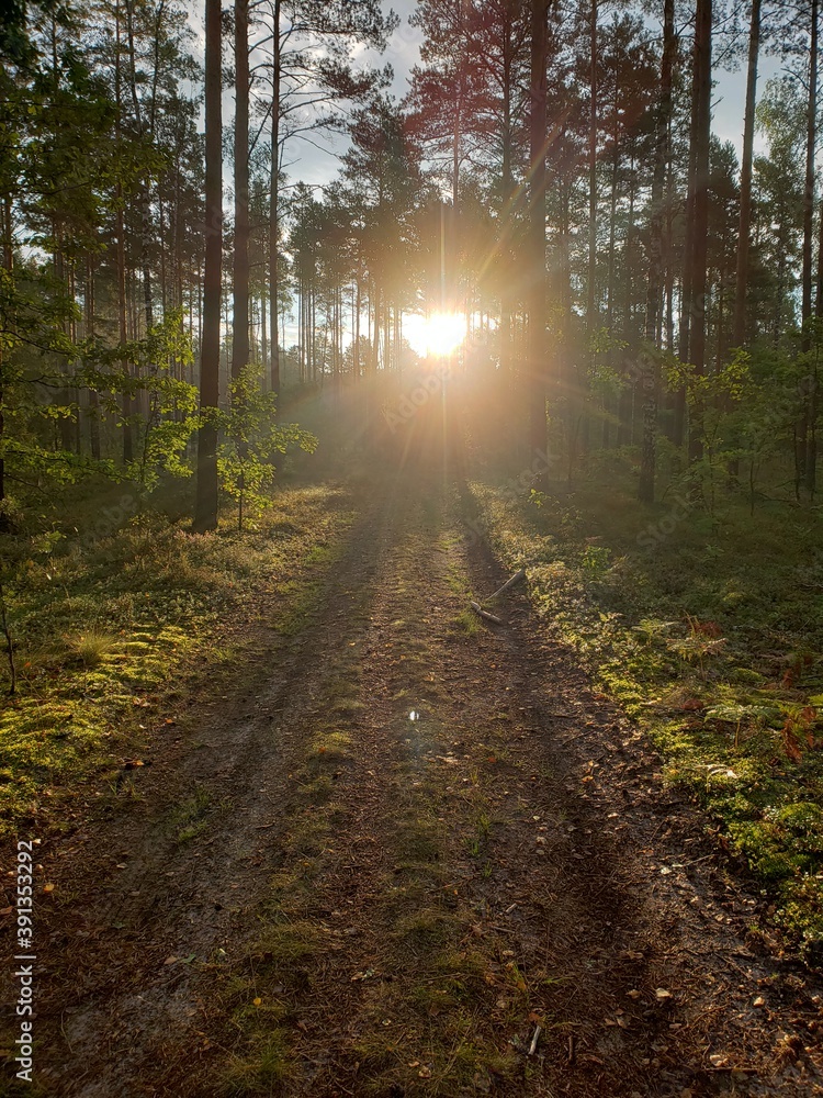 Naklejka premium path in the forest
