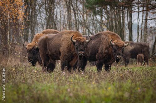  impressive giant wild bison grazing peacefully in the autumn scenery © Magdalena