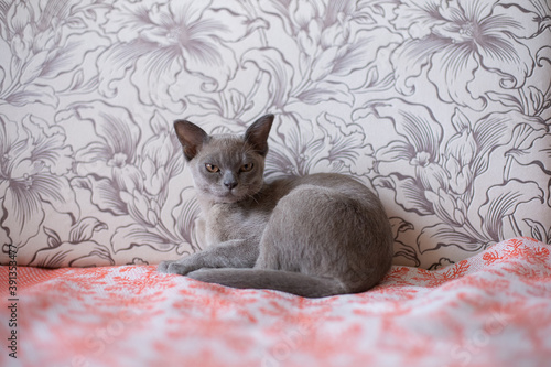 gray burmese cat sitting on the couch photo