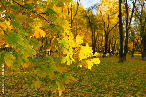 Colorful autumn tree leaves...