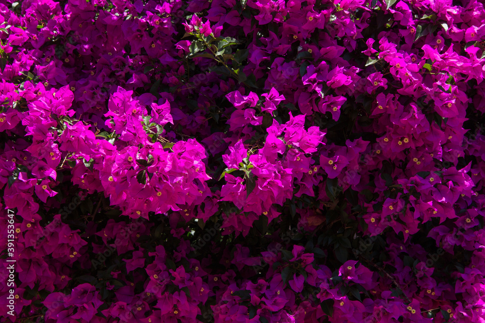 A full shot of beautiful purple Bougainvillea A full shot of beautiful purple Bougainvillea