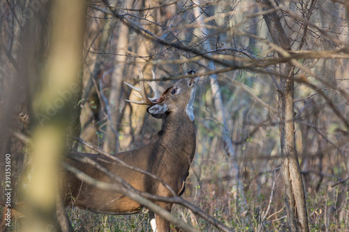 Male white-tailed deer in rut