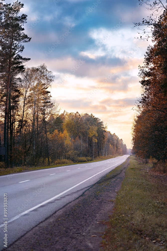 Fototapeta premium Autumn forest. Nature. Yellow background.