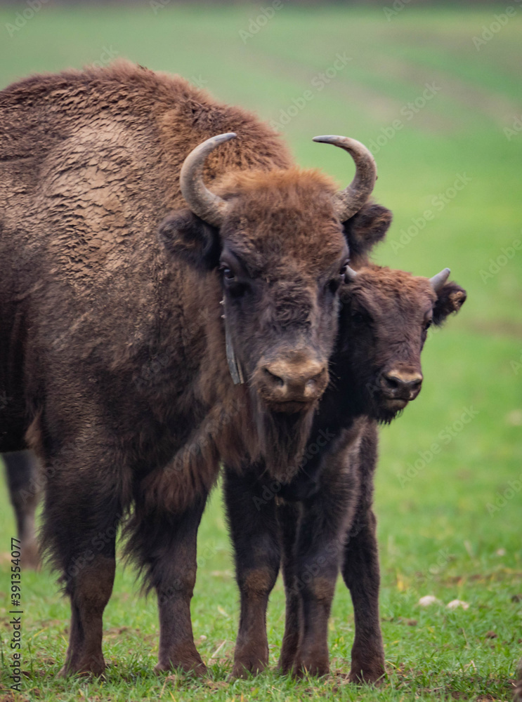 impressive giant wild bison grazing peacefully in the autumn scenery
impressive giant wild bison grazing peacefully in the autumn scenery