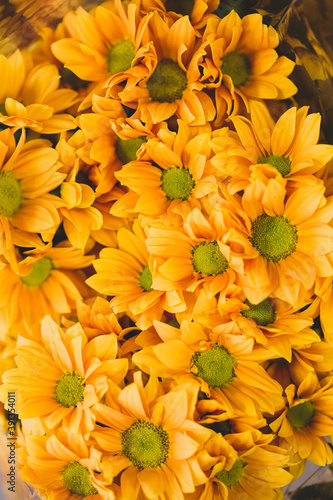 Yellow daisies background © Lourdes Balduque
